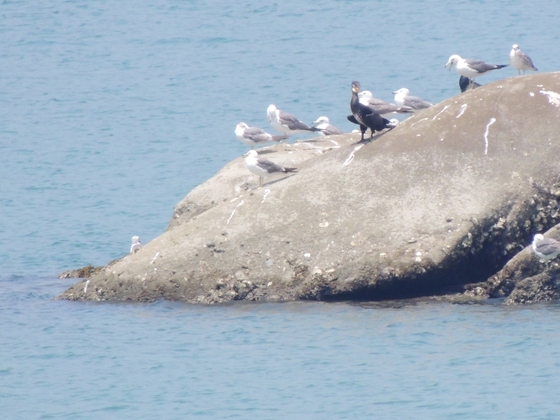 海風で涼をとるカワウとウミネコ